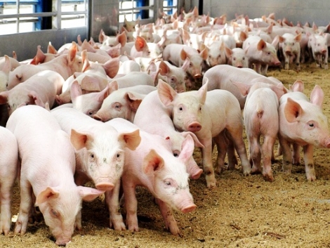 Україна з початку року збільшила експорт свинини в 2,3 раза