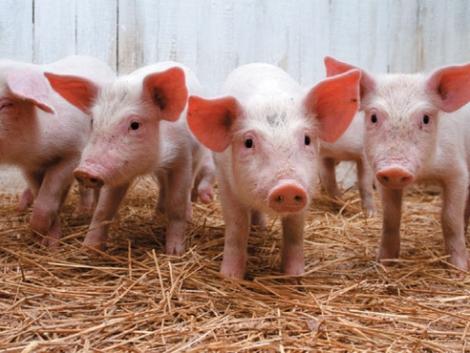 В странах ЕС цены на свинину падают до минимального уровня с 2011 г. 